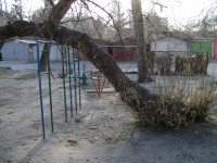 В Кременчуге дерево упало рядом с детским садиком (УТОЧНЕНО)