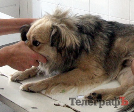 Кременчуцькі ветеринари будуть робити щеплення тваринам