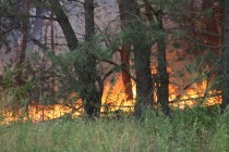 На Полтавщине сгорело 22 гектара леса (ФОТО)